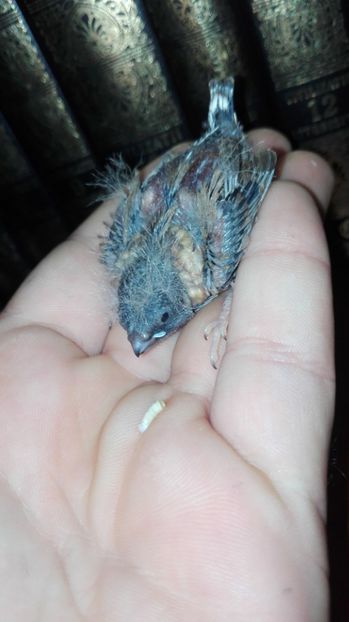  - Cintezele mele zebre australiene