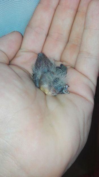  - Cintezele mele zebre australiene