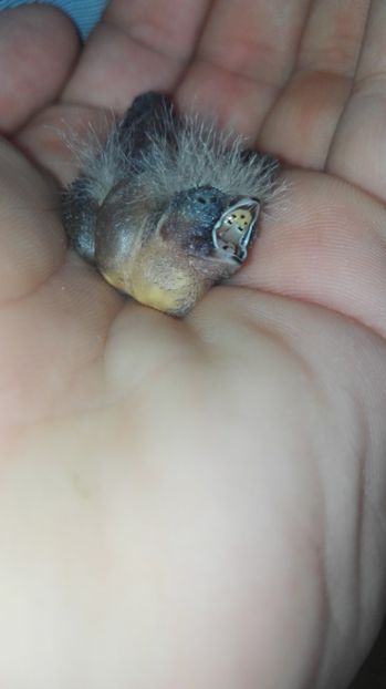  - Cintezele mele zebre australiene