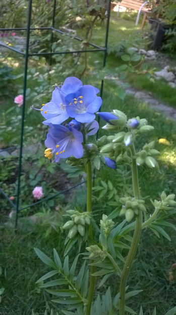 Polemoniu- iunie - Geranium si alte perene