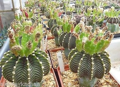 Gymnocalycium  friedrichii LB2178 Agua dulce - 011 Dorinte