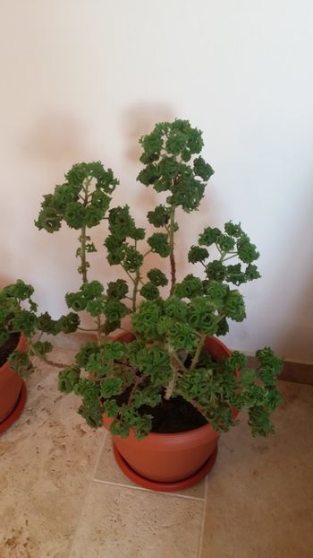  - plantutele mele