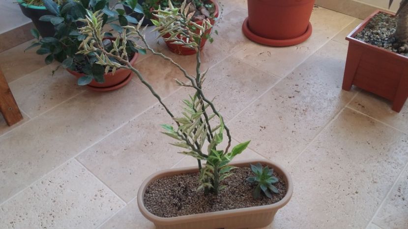  - plantutele mele