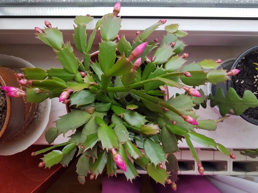 Pe locuri.... - Schlumbergera sau Craciunita