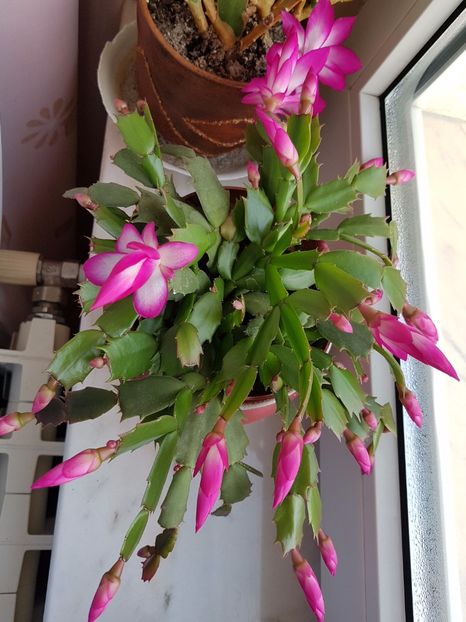 Start...la inflorit! - Schlumbergera sau Craciunita