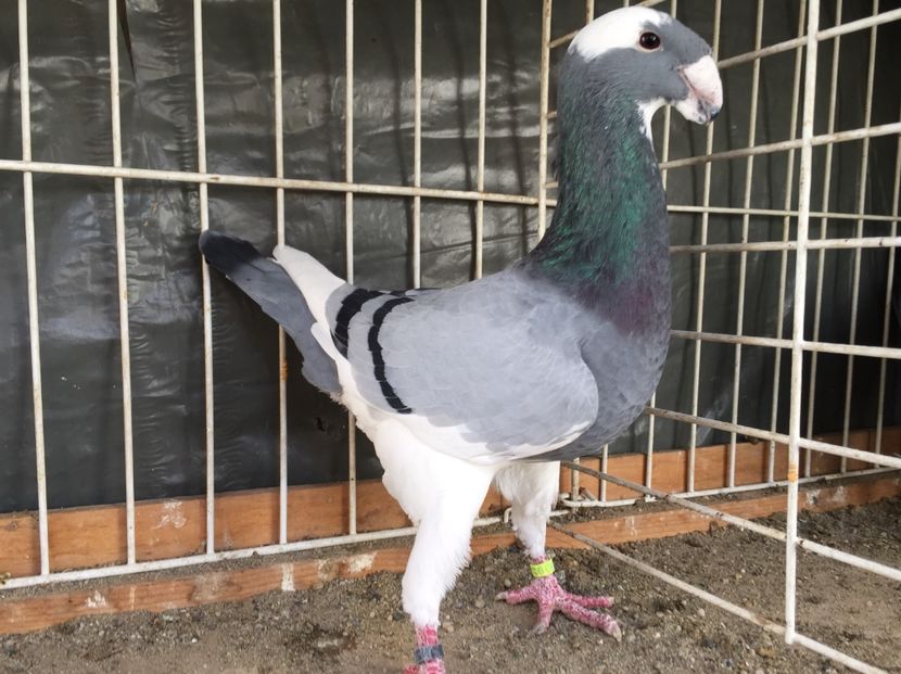 Mascul 2017 - contact