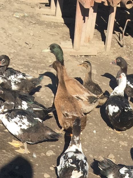  - Rațe Khaki Campbell