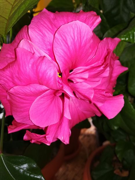  - Hibiscus 2017