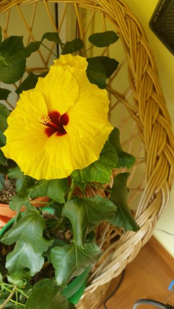  - Hibiscus 2017