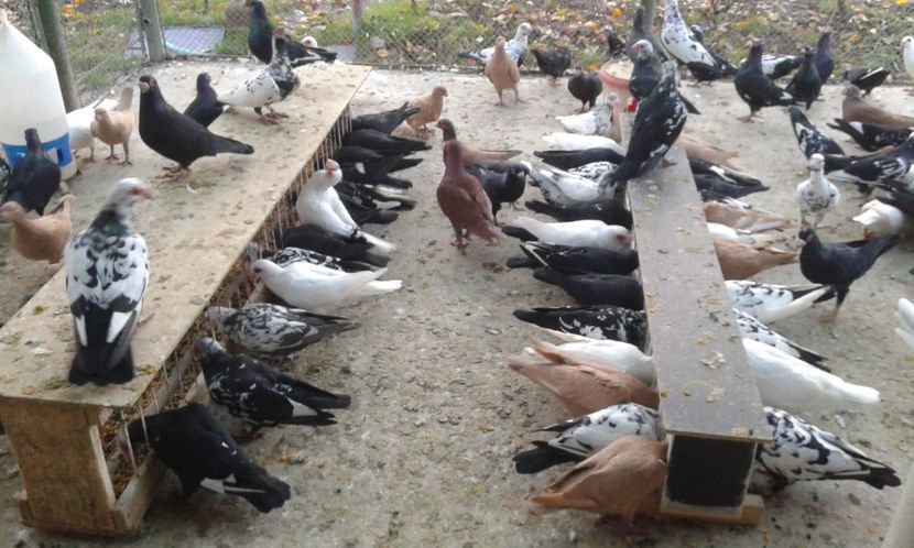 ORD 009 - G1 _ carunculați - noiem 2017