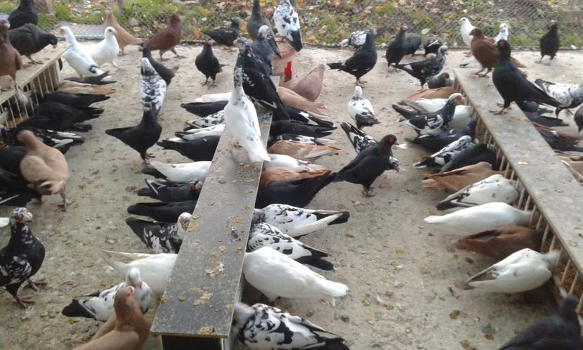 ORD 011 - G1 _ carunculați - noiem 2017