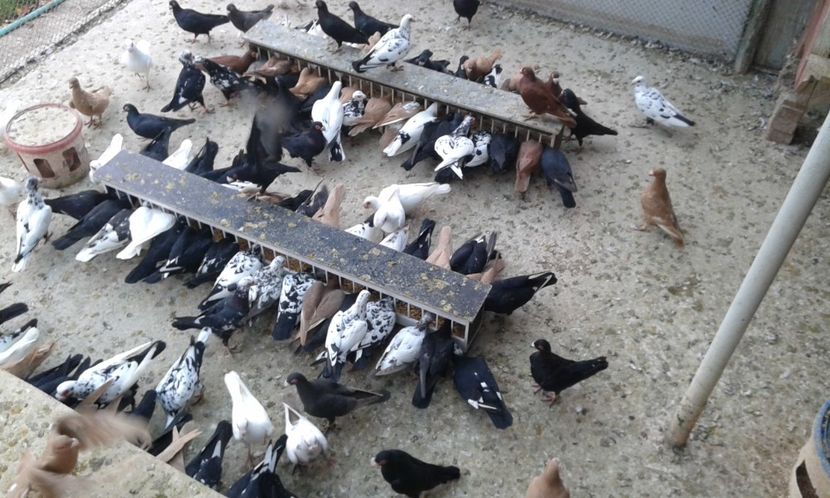 ORD 021 - G1 _ carunculați - noiem 2017