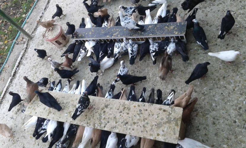 ORD 025 - G1 _ carunculați - noiem 2017