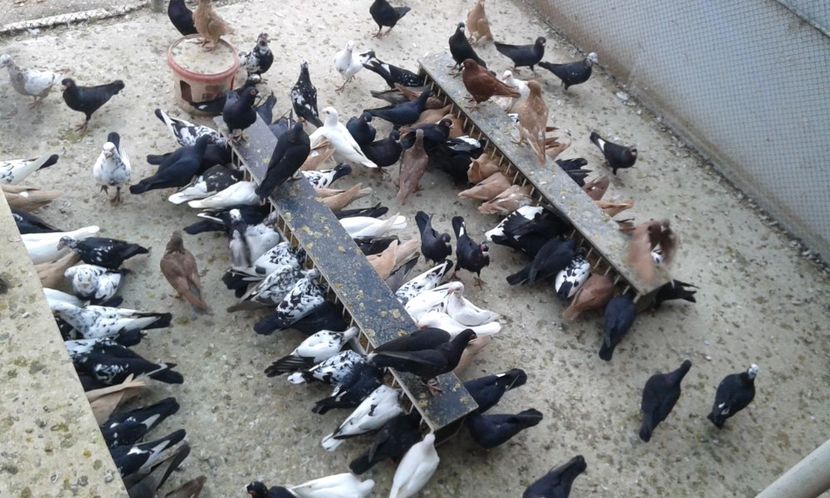 ORD 030 - G1 _ carunculați - noiem 2017