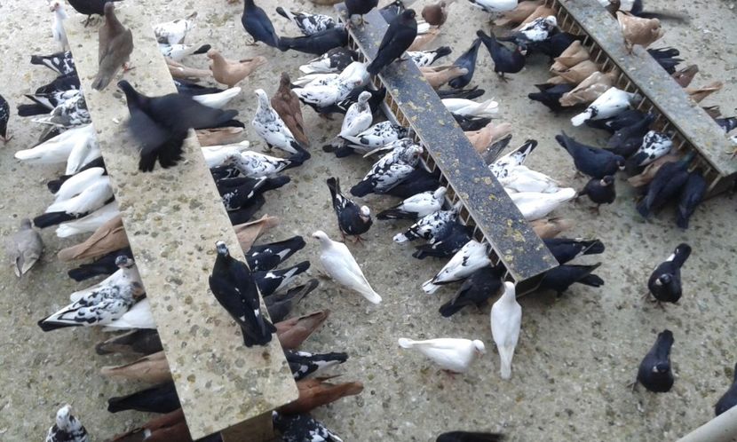 ORD 031 - G1 _ carunculați - noiem 2017