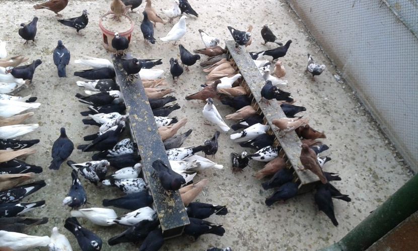 ORD 034 - G1 _ carunculați - noiem 2017