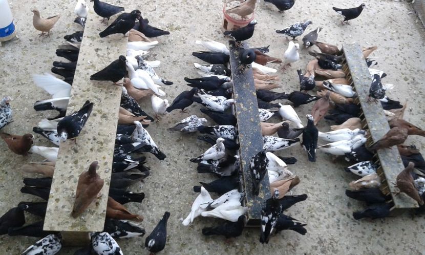 ORD 038 - G1 _ carunculați - noiem 2017