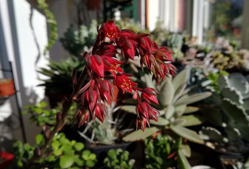 e. black prince - A - flori