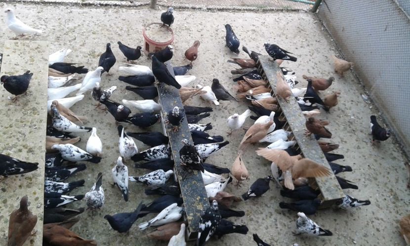 ORD 041 - G1 _ carunculați - noiem 2017