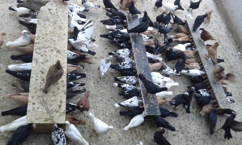 ORD 028 - G1 _ carunculați - noiem 2017