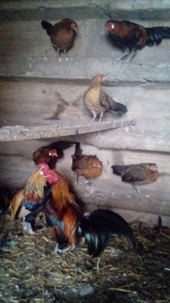  - Matca de găini pitice 2018