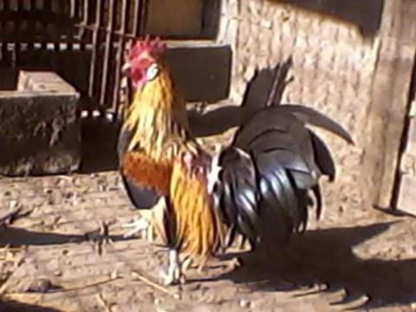  - Matca de găini pitice 2017