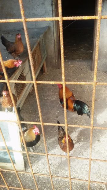  - Matca de găini pitice 2017