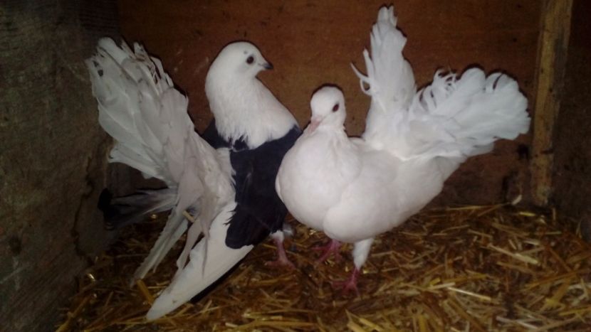  - Matca de porumbei voltați 2018