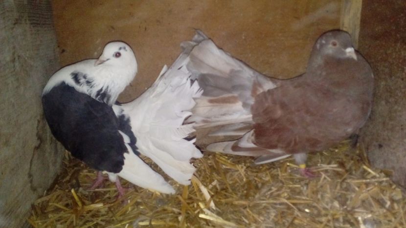  - Matca de porumbei voltați 2018