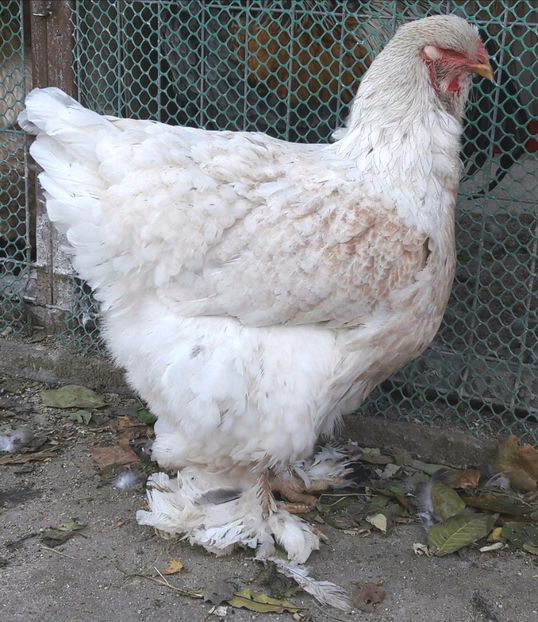  - B__Brahma Silver orange