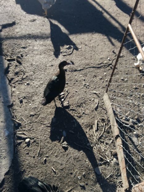 P_20171101_144926 - Rate lesesti