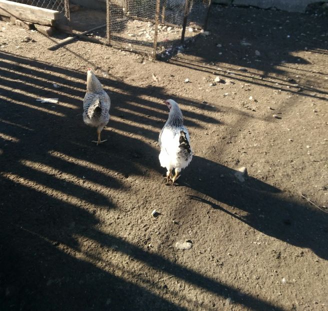 P_20171101_144933_1 - Gaini