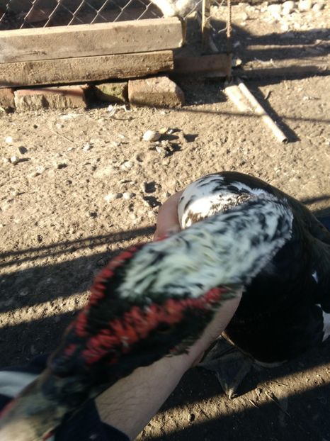 P_20171101_144954 - Rate lesesti