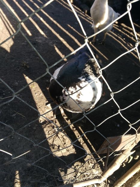 P_20171101_145039 - Rate lesesti