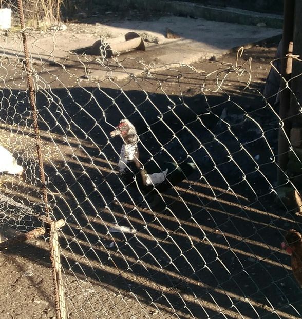 P_20171101_145137_1 - Rate lesesti