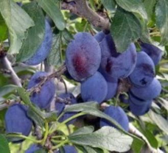 prun tuleu gras - Noutati 2017