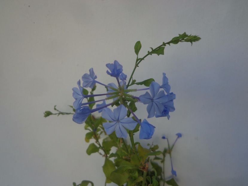 Plumbago - Argumente