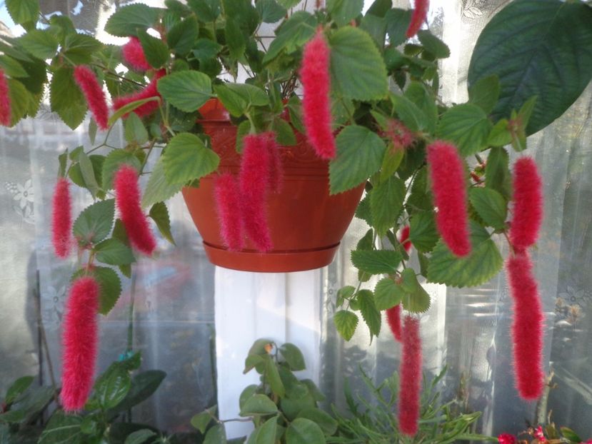 Acalypha reptans - Argumente