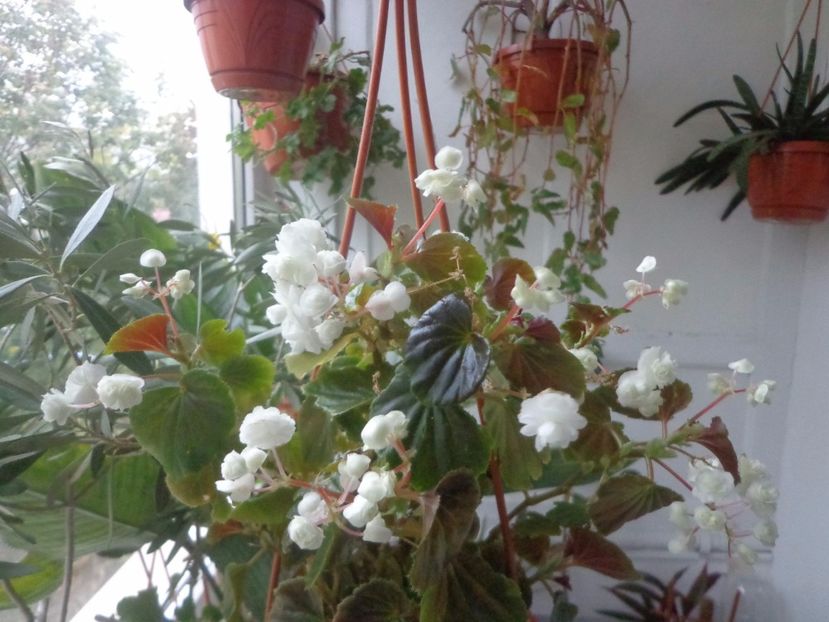 Begonia semperflorens, - Argumente