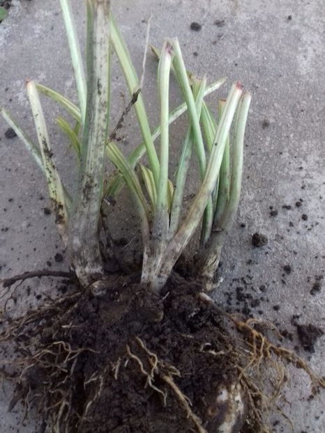 Hosta ondulata variegata 12 lei aceasta tufa - Vand plante perene