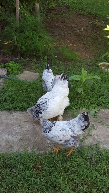  - puisori si tineret