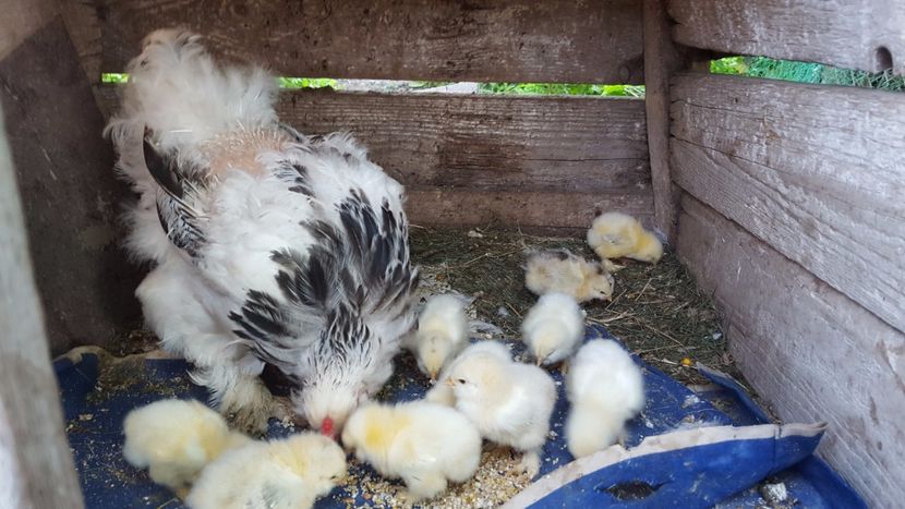  - puisori si tineret