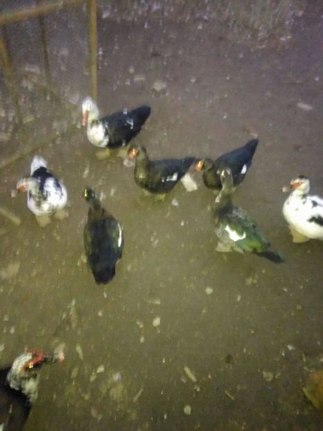 23157513_1522100714564482_812198228_o - Rate lesesti