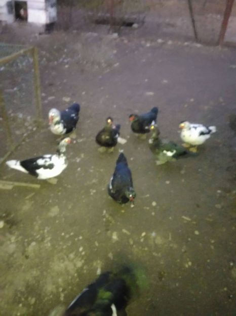 23158114_1522100754564478_1801927733_o - Rate lesesti