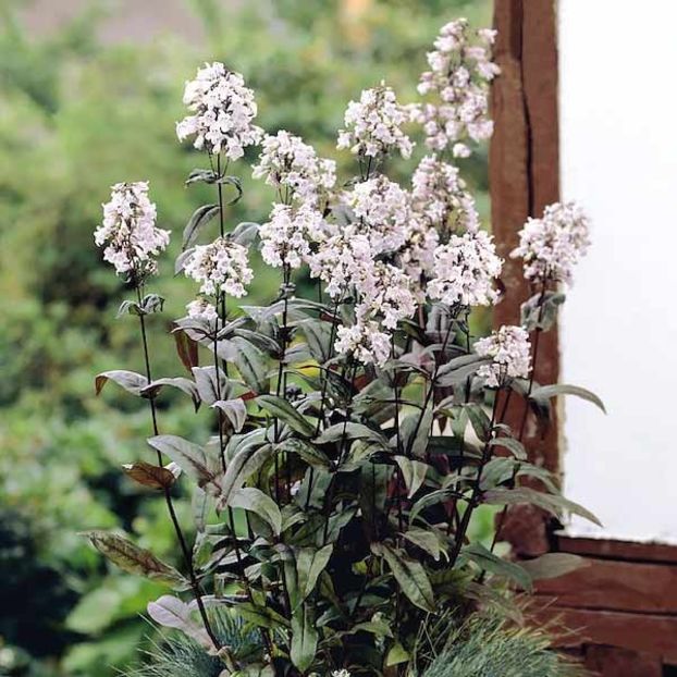 penstemon-mystica - Vand plante perene