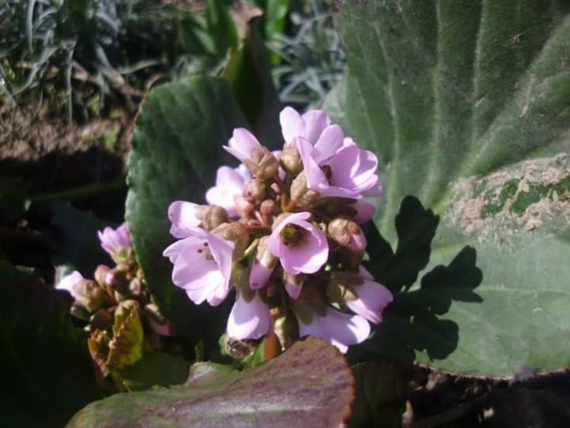 Bergenia - Vand plante perene