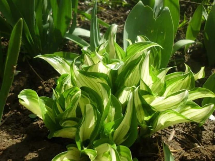 Hosta ondulata - Vand plante perene