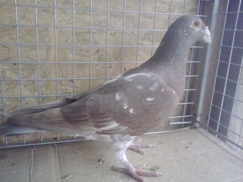 Tata - V Pui voiajori stil vechi 2017