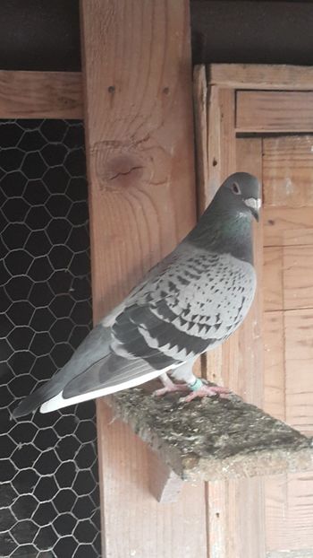 F-2013 - S-Porumbei Voiajori Sport