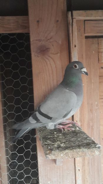 F-2013 - S-Porumbei Voiajori Sport